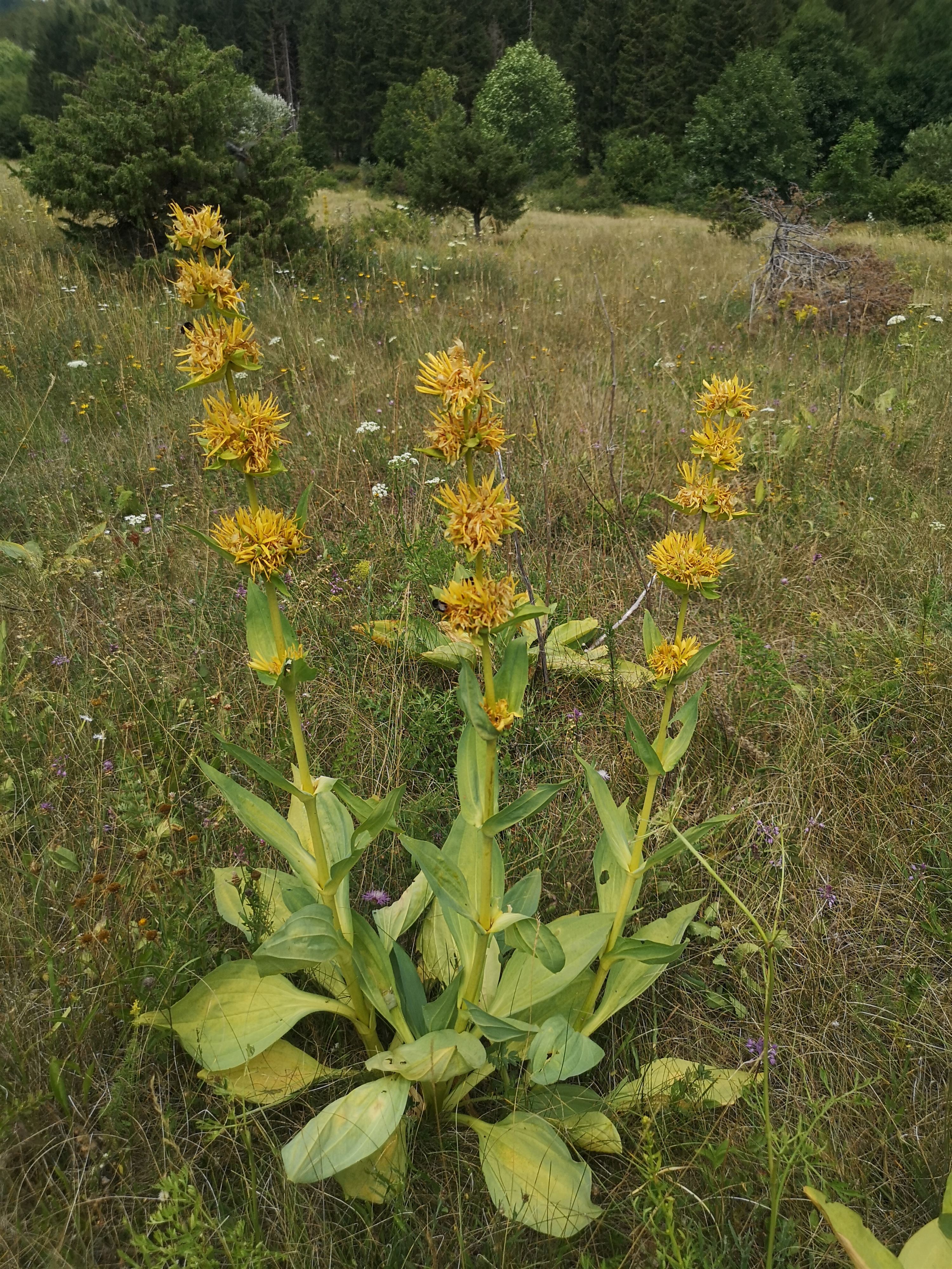 Gentiana lutea, foto: OIKON, arhiv MZOZT