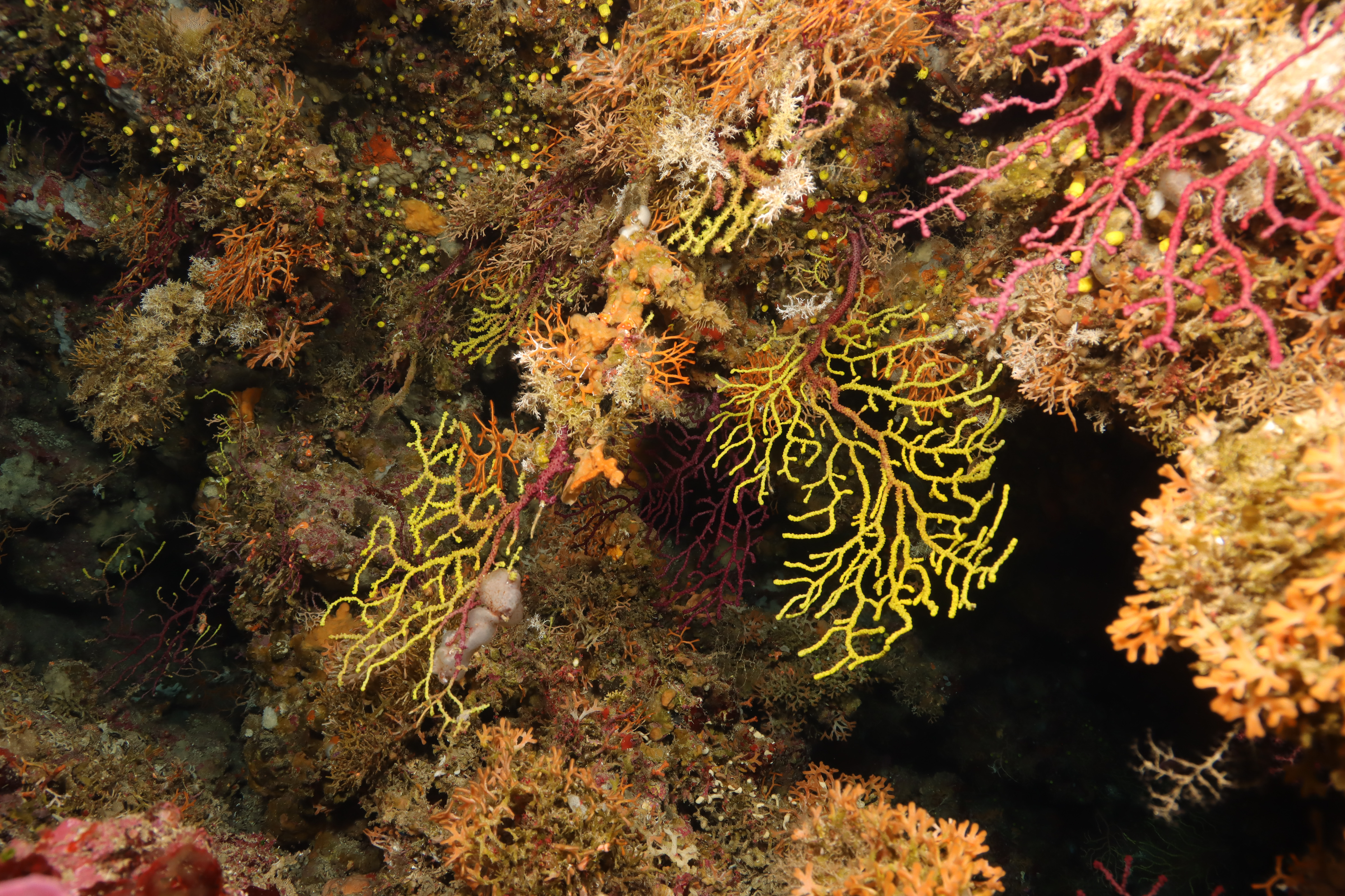 Koraligenska zajednica, autor: IOR Split, izvor: Arhiva MZOZT