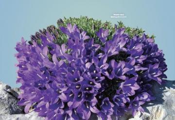 biljke Hrvatske - endemi