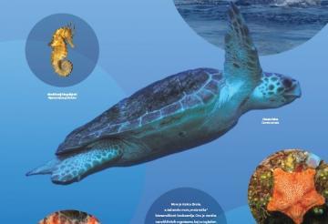 Živi svijet Jadrana - Životinje