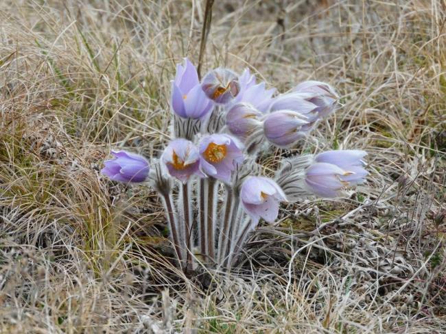 Velika sasa, foto: Đurđica Milosavljević