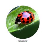 posteri invazivne strane vrste