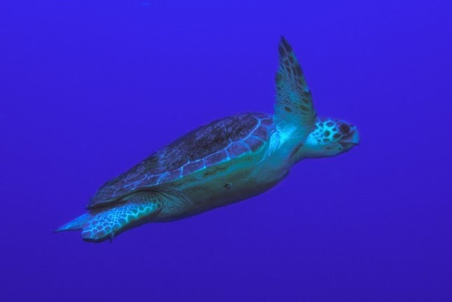 Glavata želva (Caretta caretta). Foto: B. Furlan