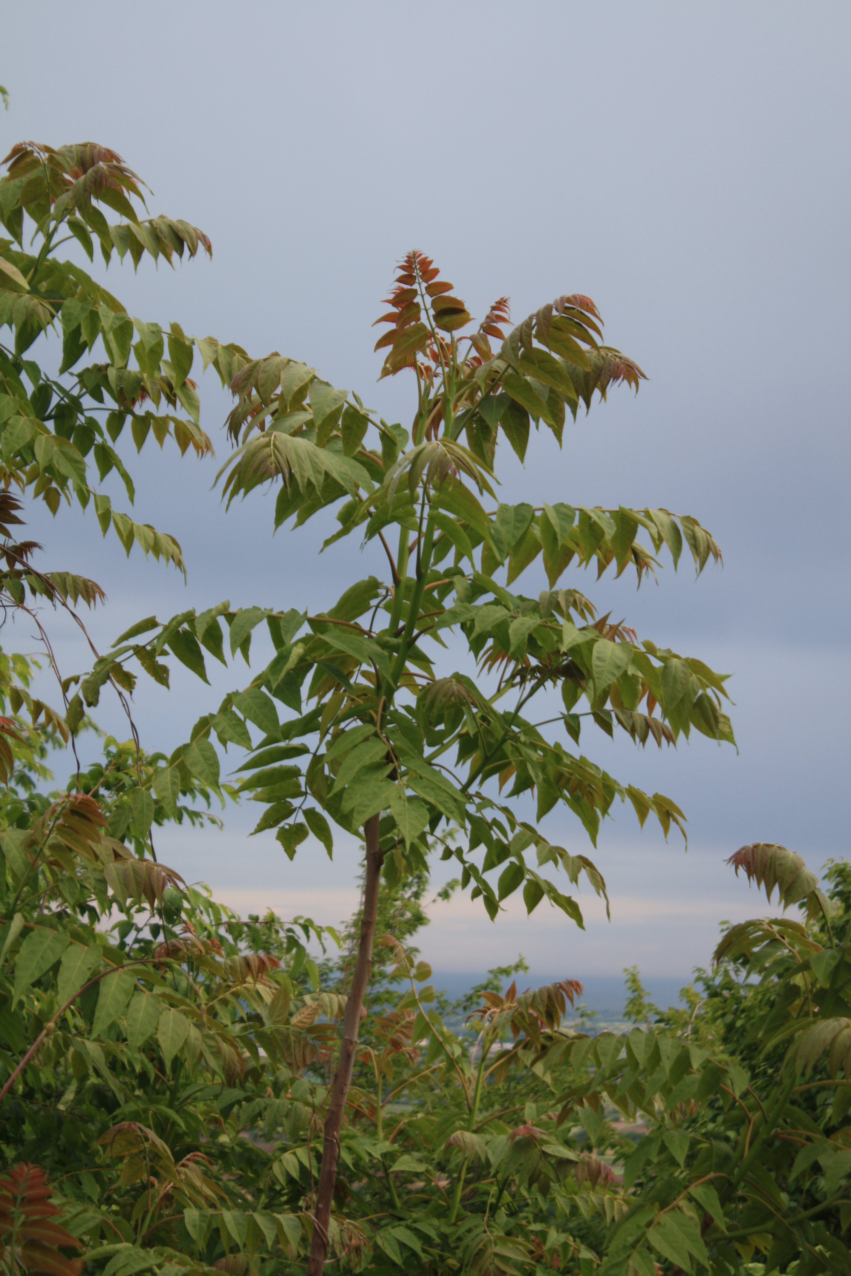 Pajasen (Ailanthus altissima (Mill.) Swingle) foto: Igor Boršić