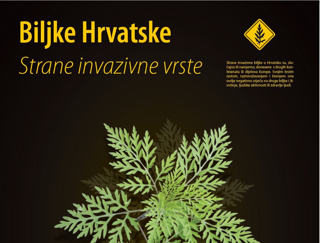 Ambrozija - strane invazivne vrste