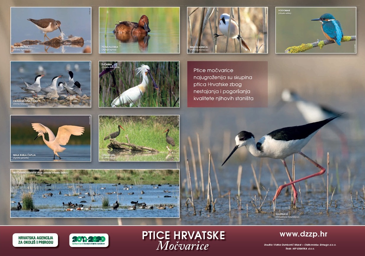 Ptice Hrvatske - Močvarice