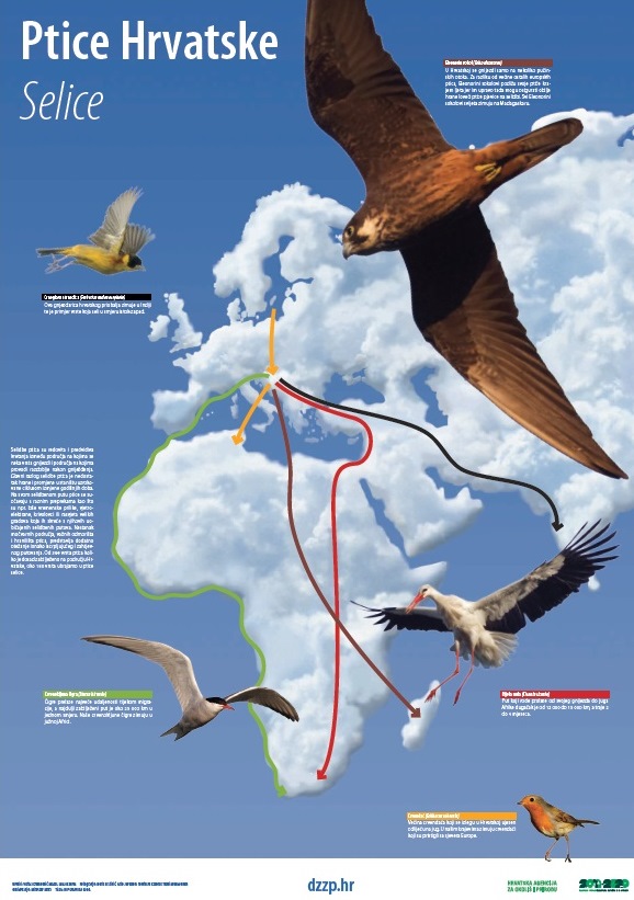 Ptice Hrvatske - Selice