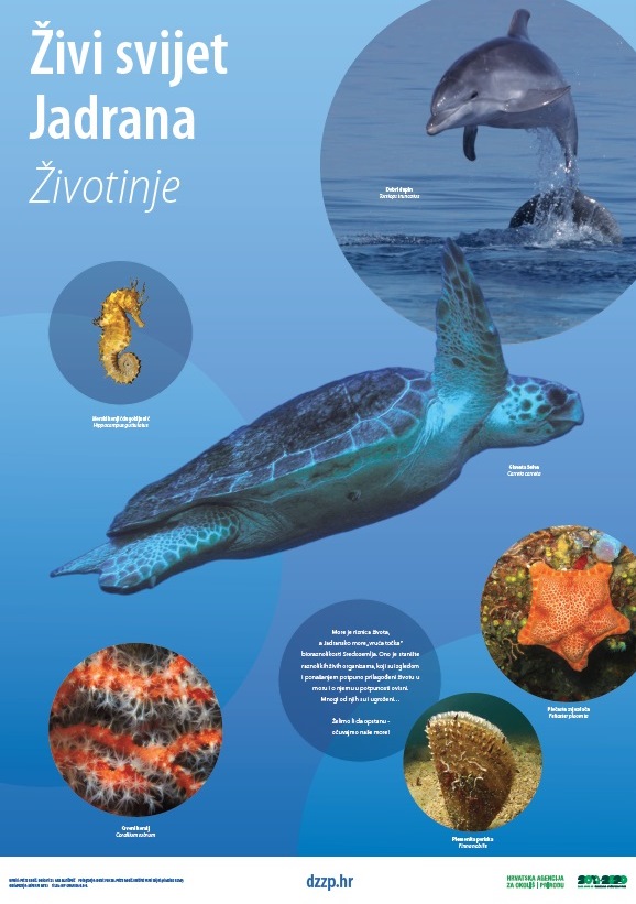 Živi svijet Jadrana - Životinje