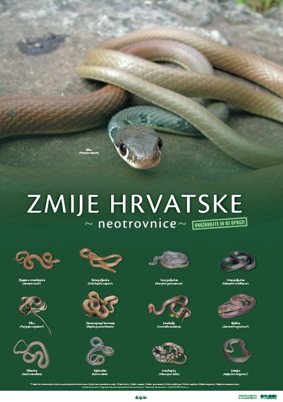 Zmije Hrvatske - Neotrovnice